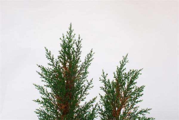  Pine Tree for Holiday Party Home